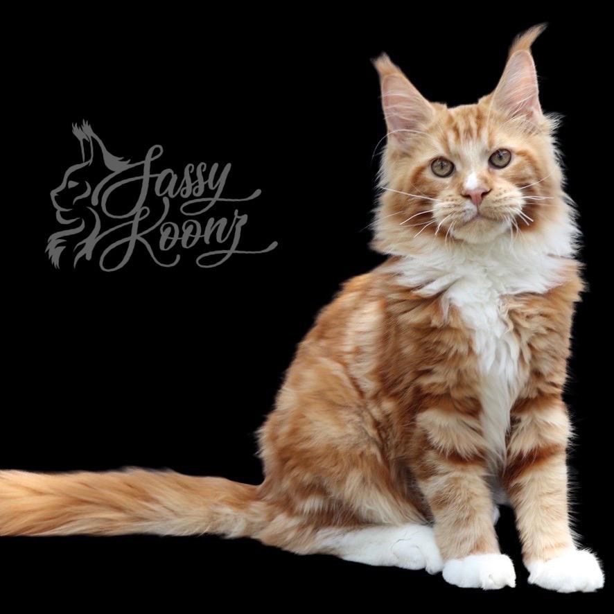 Maine-coon-05--2 ⋆ Sassy Koonz Maine Coon Cattery maine coon kitten 5 months old red with white paws on black background