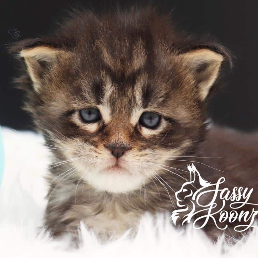 Maine Coon Cats for Sale Near Me ⋆ Sassy Koonz Maine Coon Cattery maine-coon