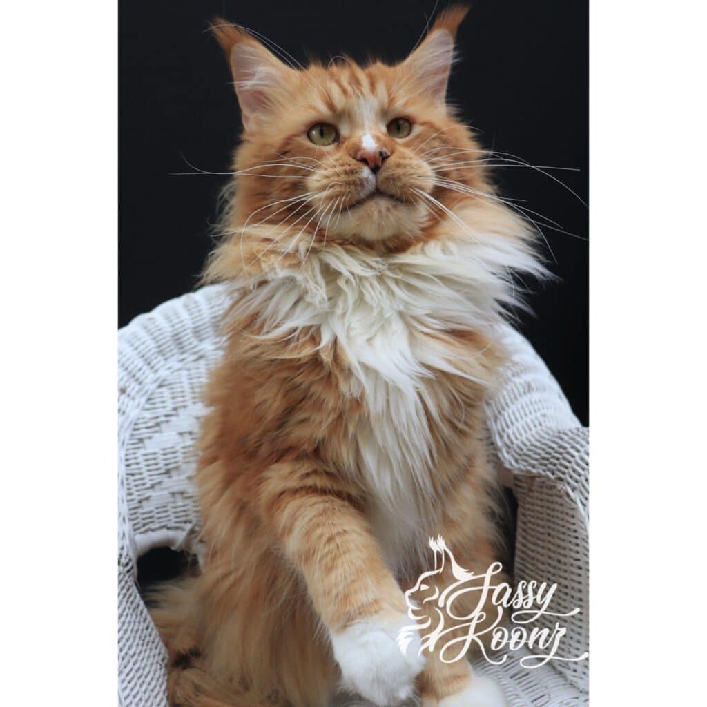 maine-coon-adult-4-years-govy-orange-cat ⋆ Sassy Koonz Maine Coon Cattery maine coon adult 4 years old Govy