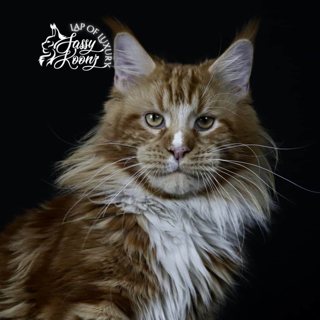 maine-coon-cat-red-governor ⋆ Sassy Koonz Maine Coon Cattery maine coon cat governor red white