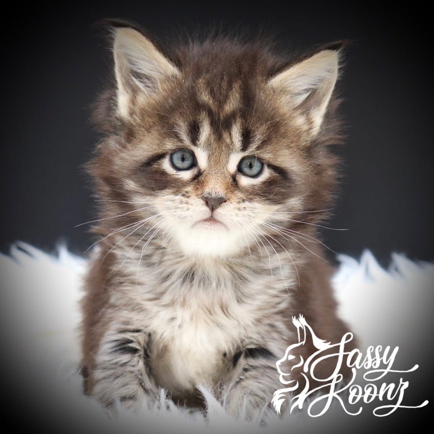 maine-coon-kitten-05-09 ⋆ Sassy Koonz Maine Coon Cattery maine coon kitten