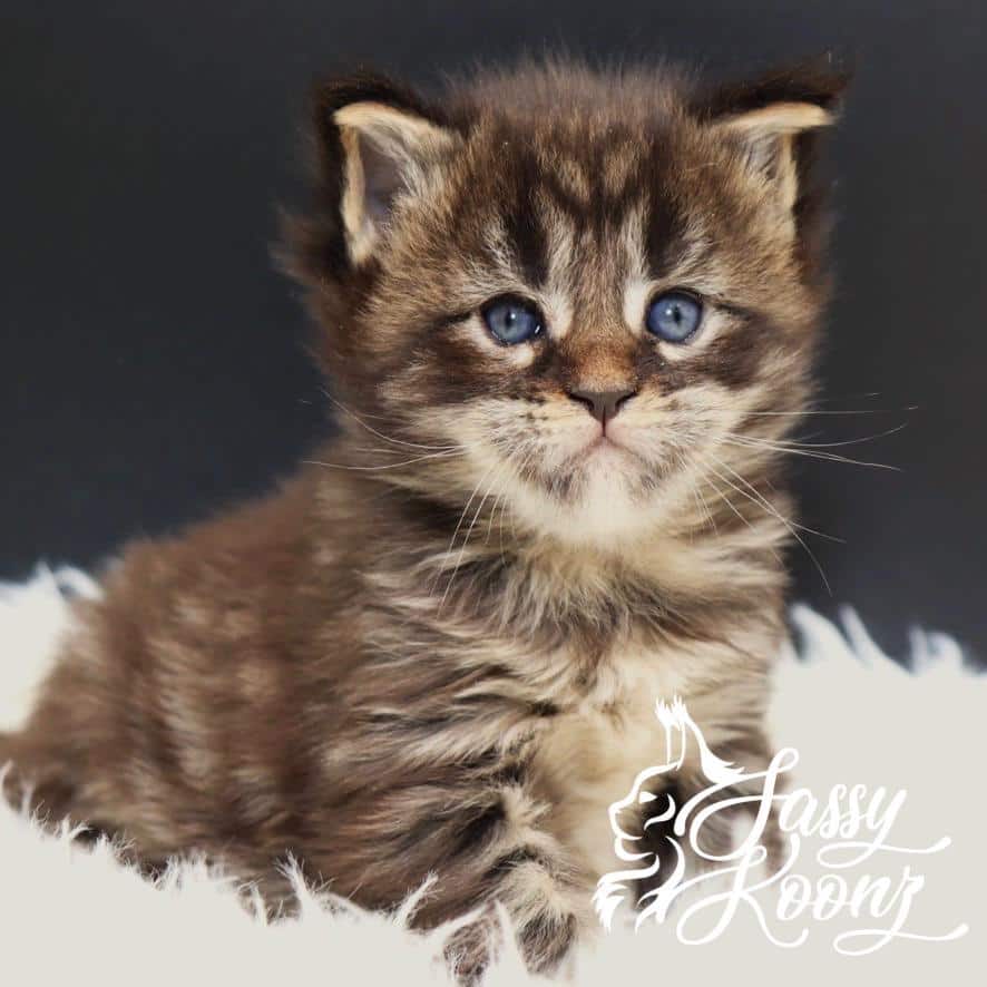 maine-coon-kittens-04-27 ⋆ Sassy Koonz Maine Coon Cattery maine coon kittens