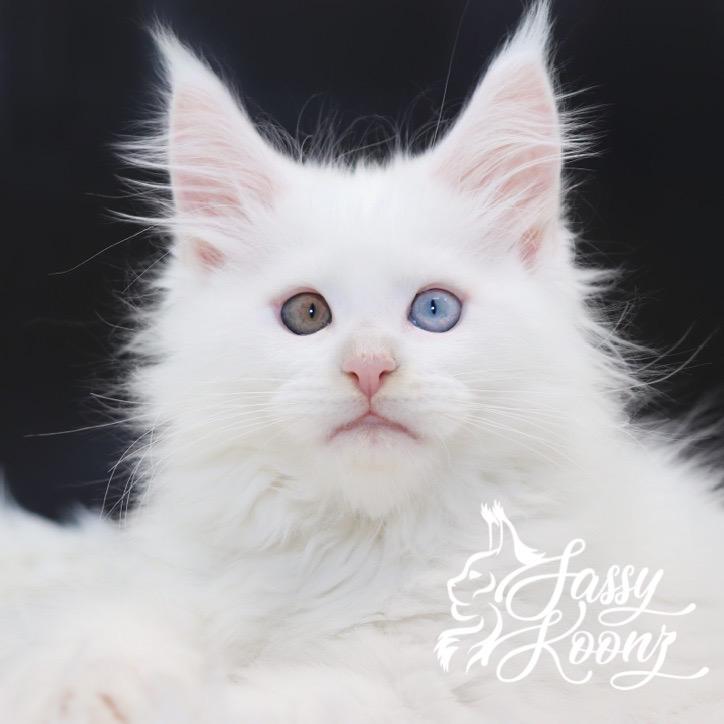 maine-coon-kittens-05-23-04 ⋆ Sassy Koonz Maine Coon Cattery maine coon kittens for sale