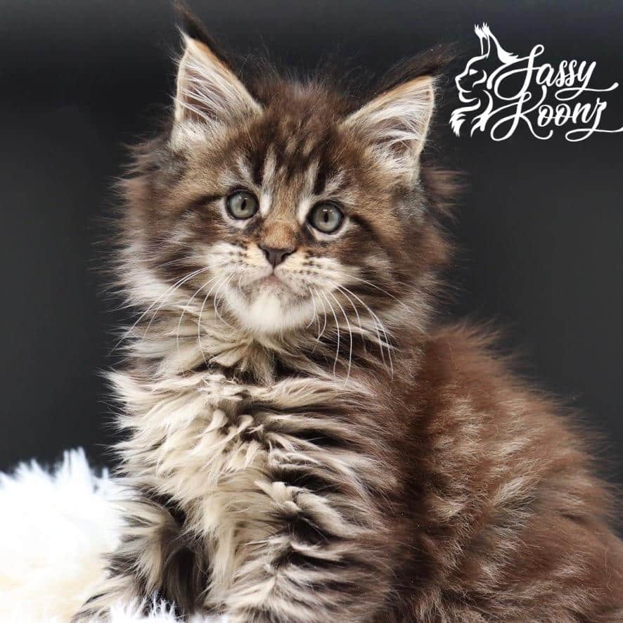 maine-coon-kittens-05-23-06 ⋆ Sassy Koonz Maine Coon Cattery maine coon kittens for sale