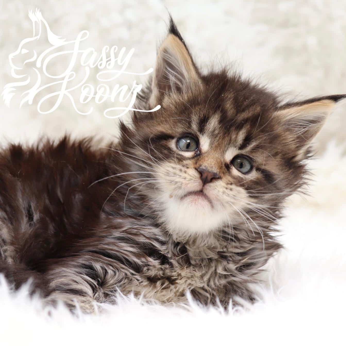 maine-coon-kittens-for-sale-05-17-01 ⋆ Sassy Koonz Maine Coon Cattery maine coon kittens for sale