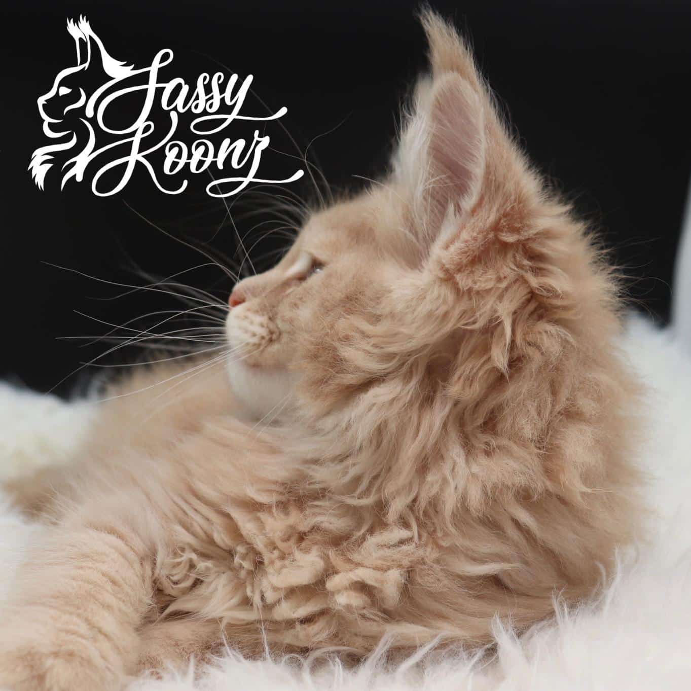 maine-coon-kittens-for-sale-05-23-01 ⋆ Sassy Koonz Maine Coon Cattery maine coon kittens for sale