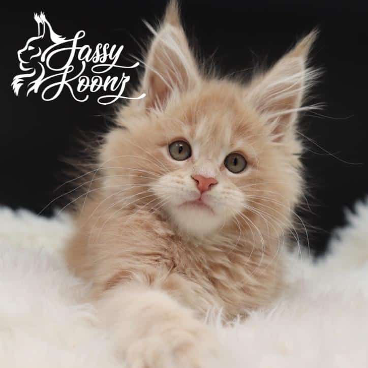 Kid Rock | Maine Coon Kittens For Sale | Maine Coon Cat