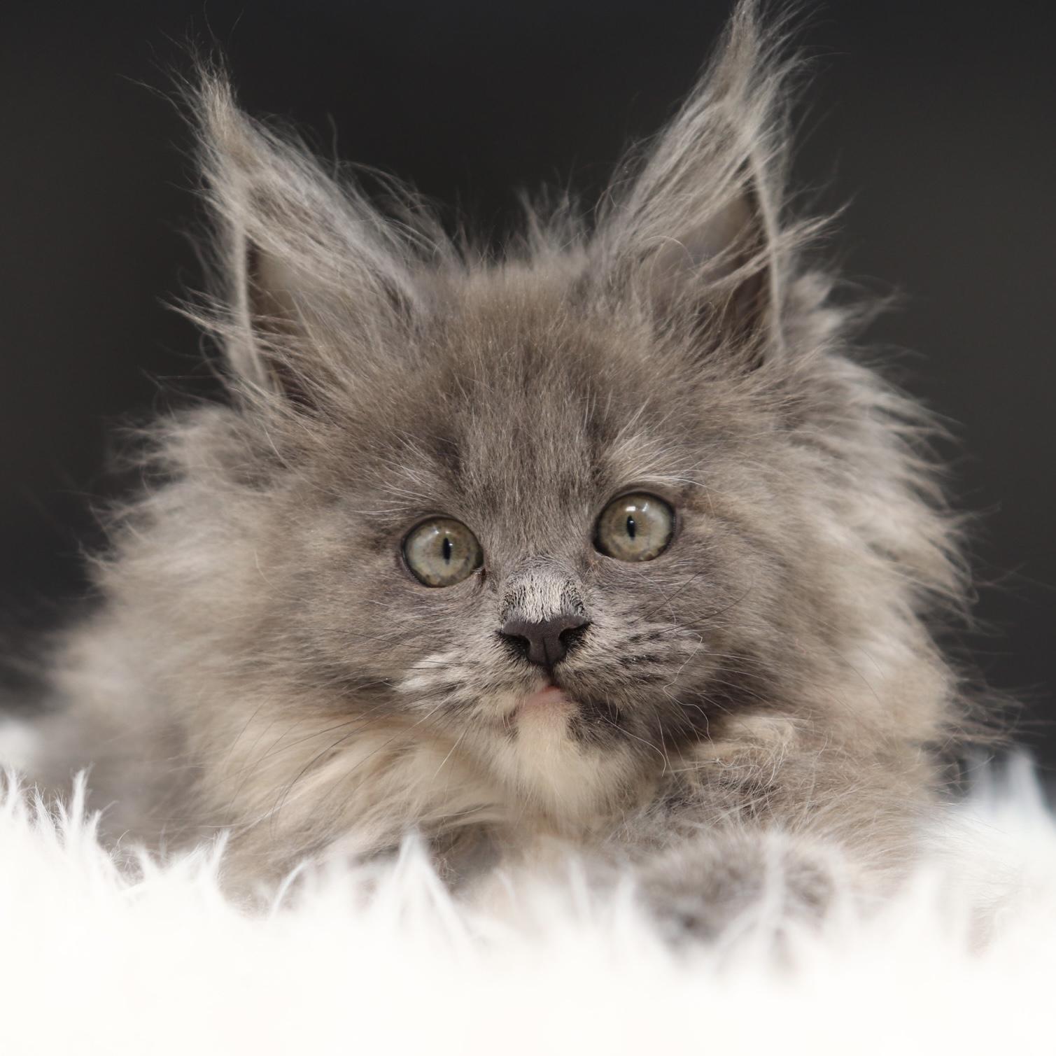 maine-coon-kittens-for-sale-05-23-03 ⋆ Sassy Koonz Maine Coon Cattery maine coon kittens for sale