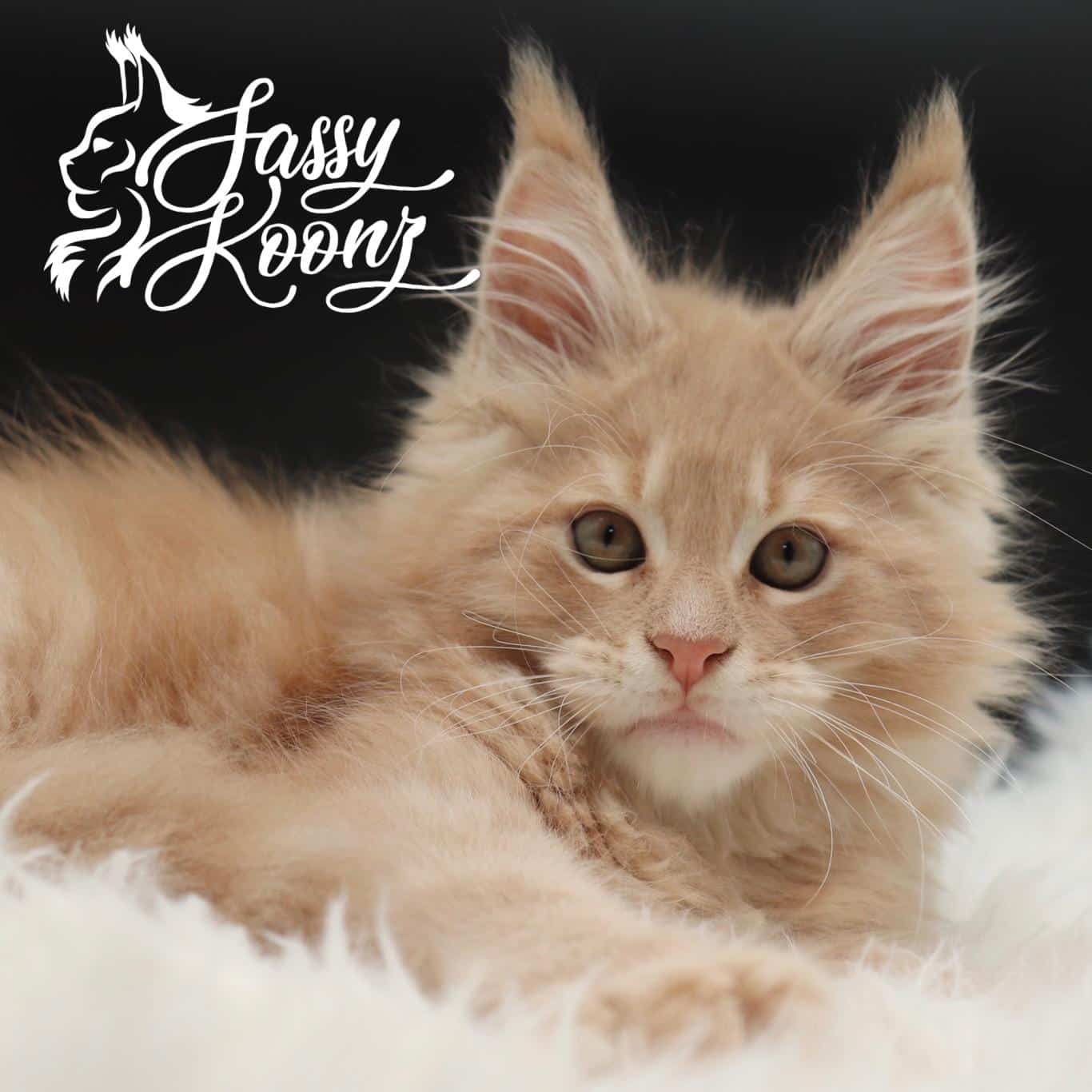 Prodigal Son Maine Coon Cat Adopt Maine Coon Cat Near Me