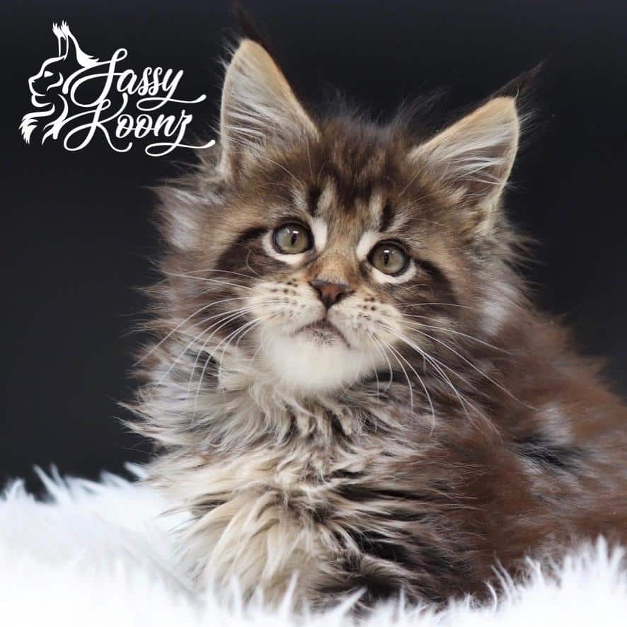 maine-coon-kittens-for-sale-05-30-01 ⋆ Sassy Koonz Maine Coon Cattery maine coon kittens for sale