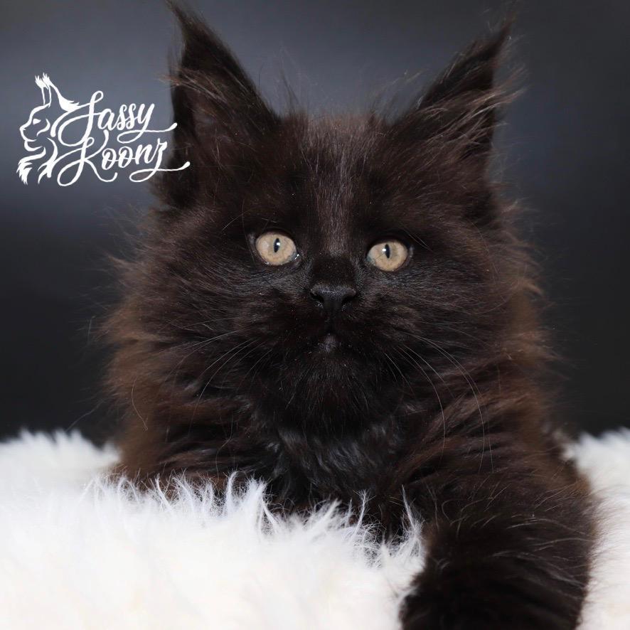 maine-coon-kittens-for-sale-05-30-02 ⋆ Sassy Koonz Maine Coon Cattery Black maine coon kittens for sale