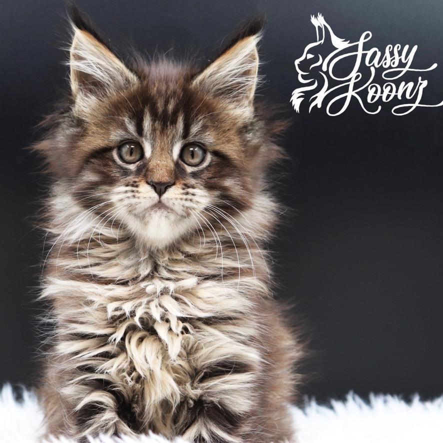 maine-coon-kittens-for-sale-05-30 ⋆ Sassy Koonz Maine Coon Cattery maine coon kittens for sale