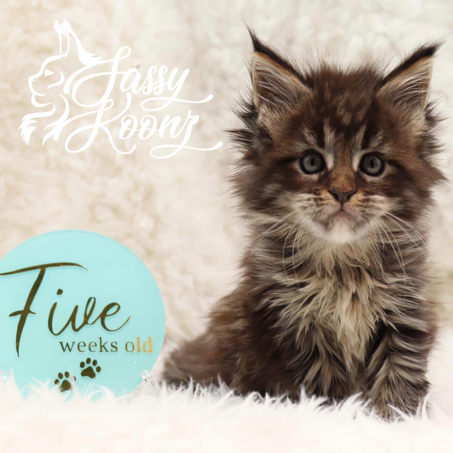 maine-coon-kittens-for-sale-05017 ⋆ Sassy Koonz Maine Coon Cattery maine coon kittens for sale