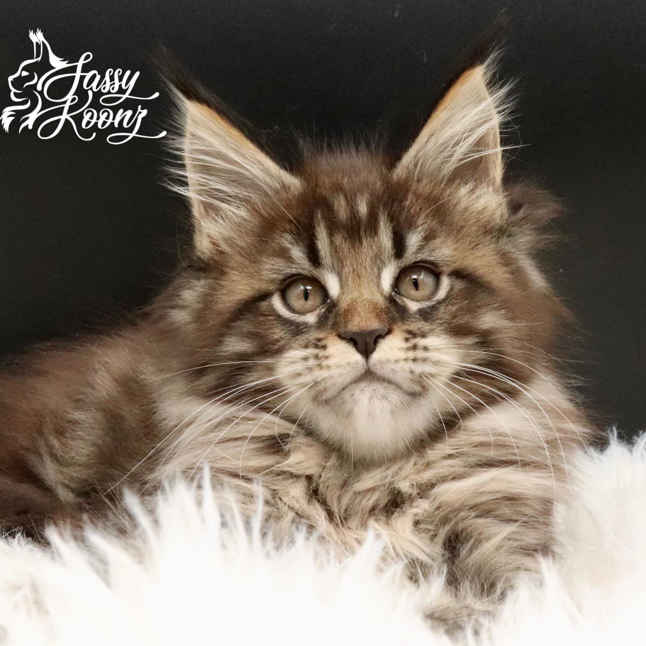 maine-coon-kittens-for-sale-06 ⋆ Sassy Koonz Maine Coon Cattery maine coon kittens for sale