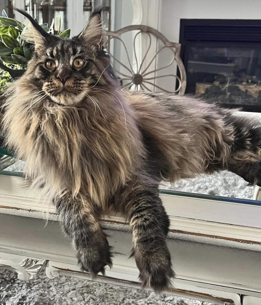 maine-coon-kittens-for-sale-bang-bang-brown-tabby ⋆ Sassy Koonz Maine Coon Cattery maine coon kittens for sale bang bang brown tabby