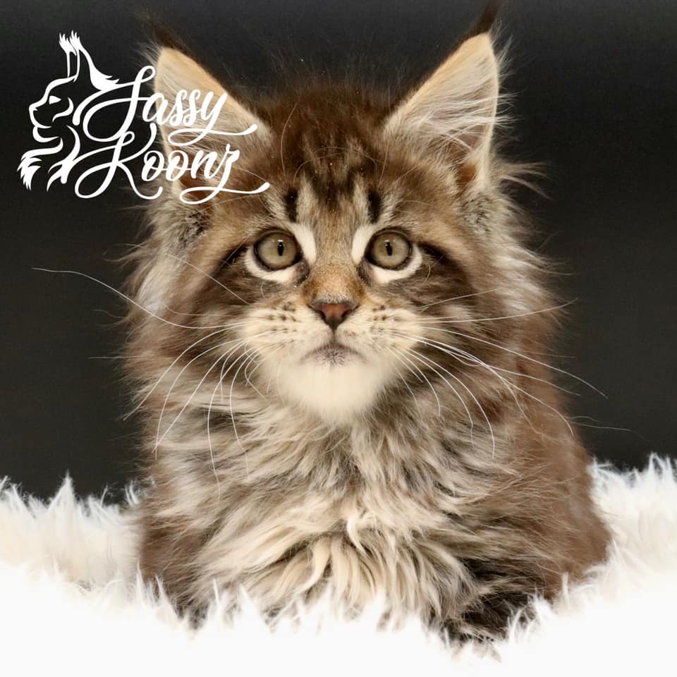 maine-coon-kittens-for-sale ⋆ Sassy Koonz Maine Coon Cattery maine coon kittens for sale