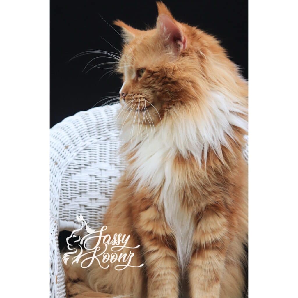 maine-coon-orange-white-gov-4-years ⋆ Sassy Koonz Maine Coon Cattery maine coon orange white gov 4 years old