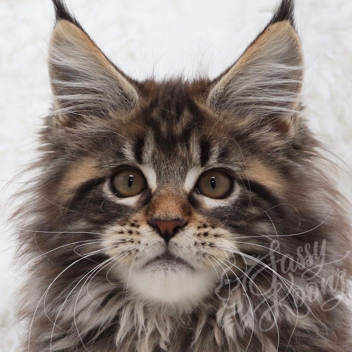 Pictures of Maine Coon Cats for Sale ⋆ Sassy Koonz Maine Coon Cattery black classic tabby maine coon girl close up white background