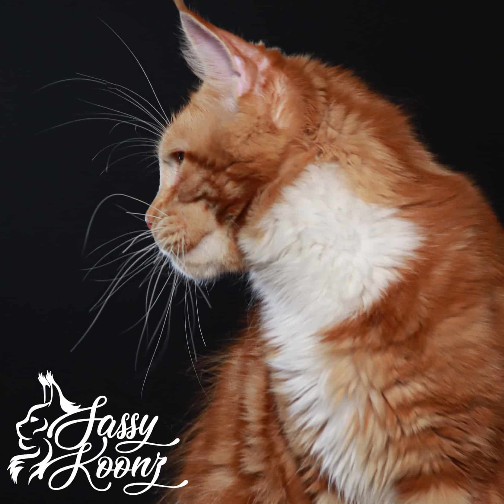 red-maine-coon-kittens-for-sale ⋆ Sassy Koonz Maine Coon Cattery red maine coon kittens for sale
