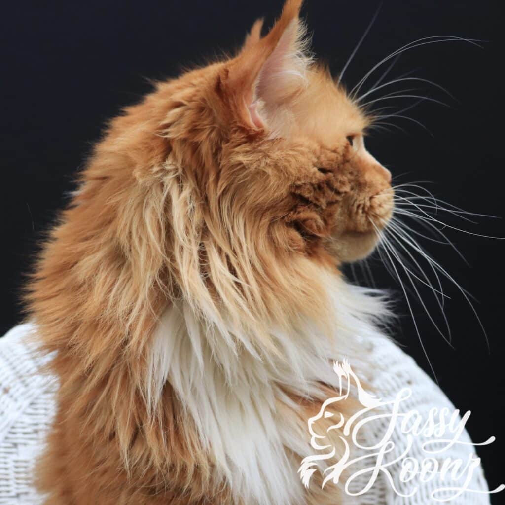 Maine Coon kittens for sale - Sassy Koonz Luxury cattery Jacksonville Florida