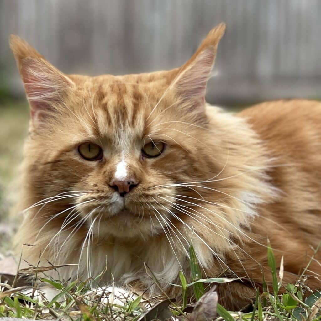 red-maine-coon-male-governor-2-years-old ⋆ Sassy Koonz Maine Coon Cattery red maine coon male governor 2 years old