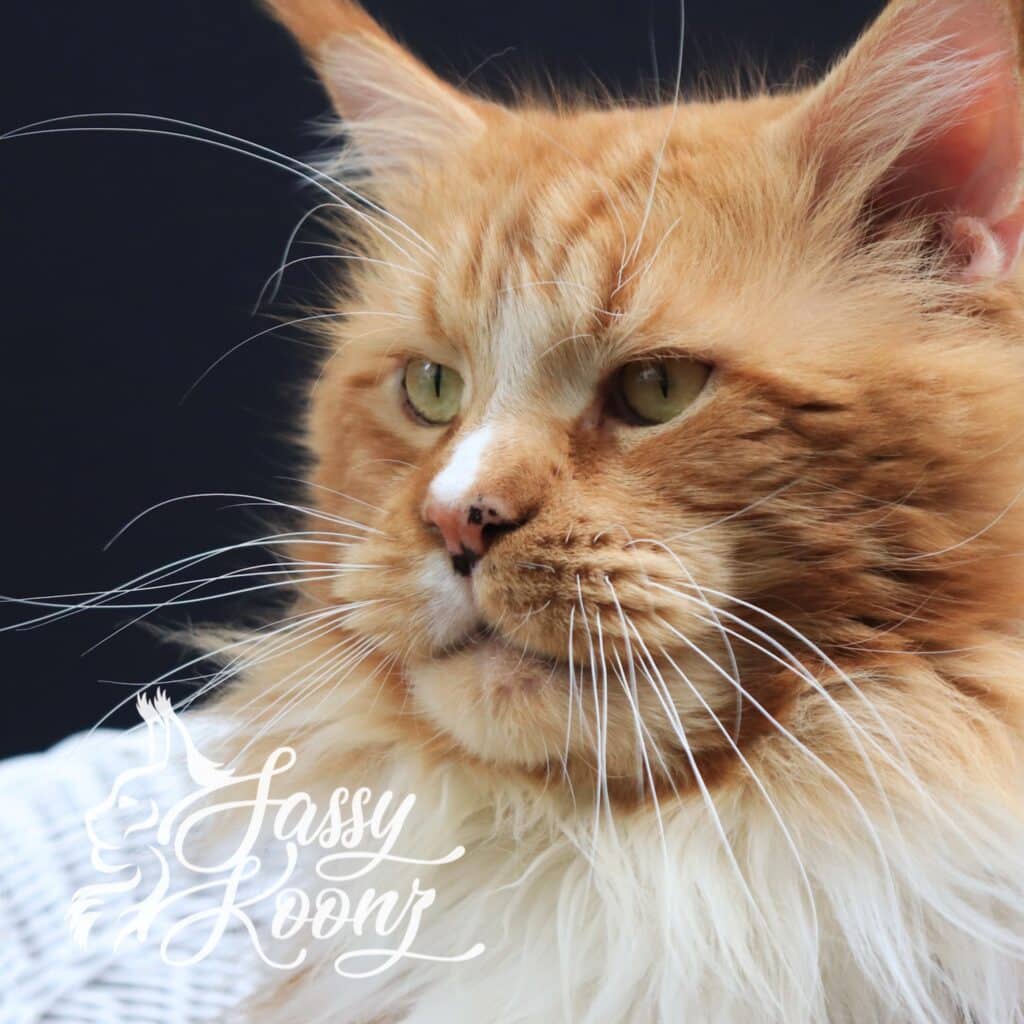 sassy-koonz-governoe-4-years-old ⋆ Sassy Koonz Maine Coon Cattery sassy koonz governor adult male 4 years old