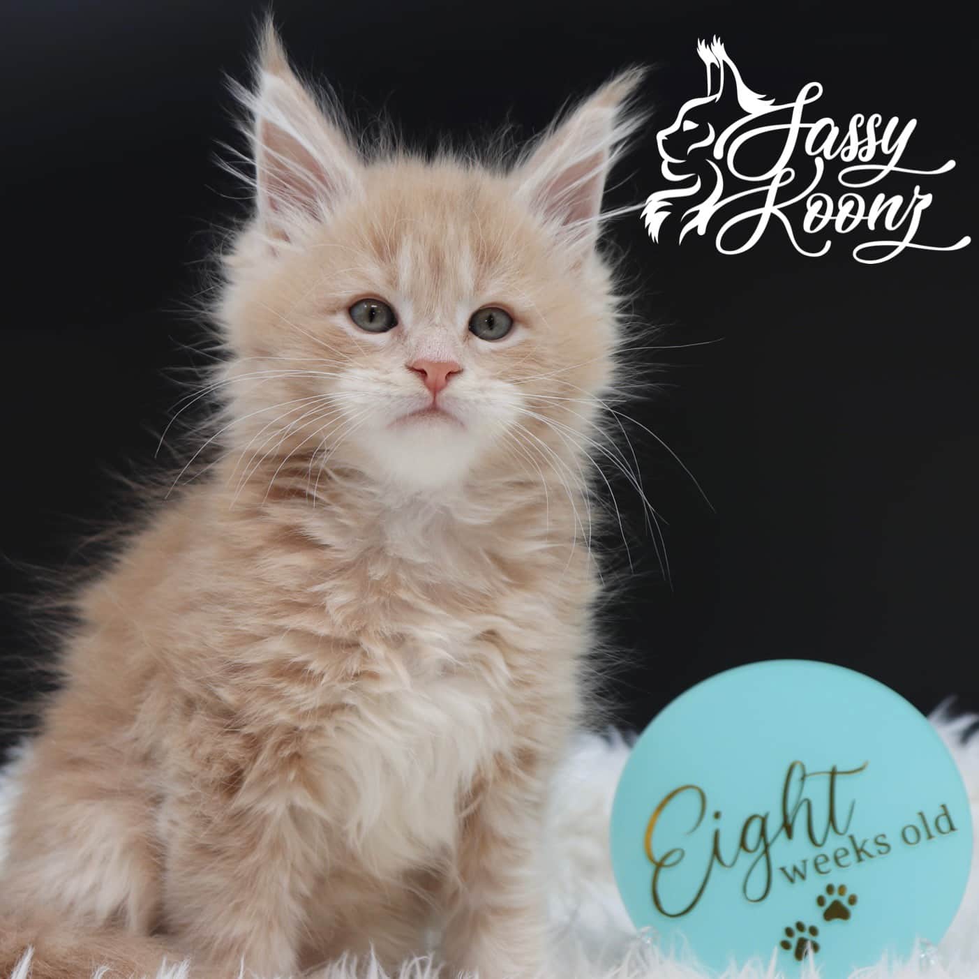 Cream Tabby Maine Coon Cat 8 Weeks old ⋆ Sassy Koonz Maine Coon Cattery maine coon kittens for sale