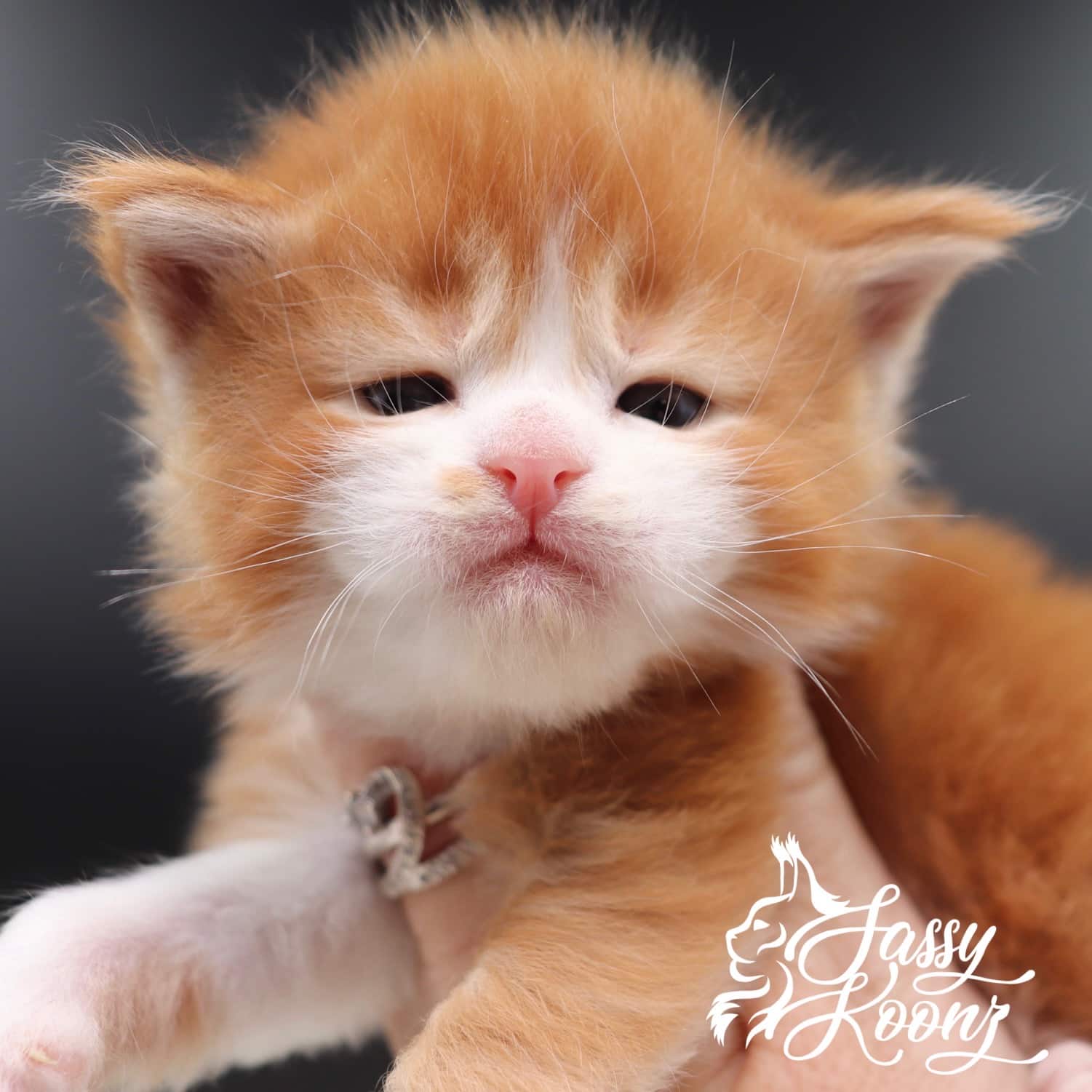 Hot Sauce pretty Maine Coon Kitten ⋆ Sassy Koonz Maine Coon Cattery Maine coon kittens