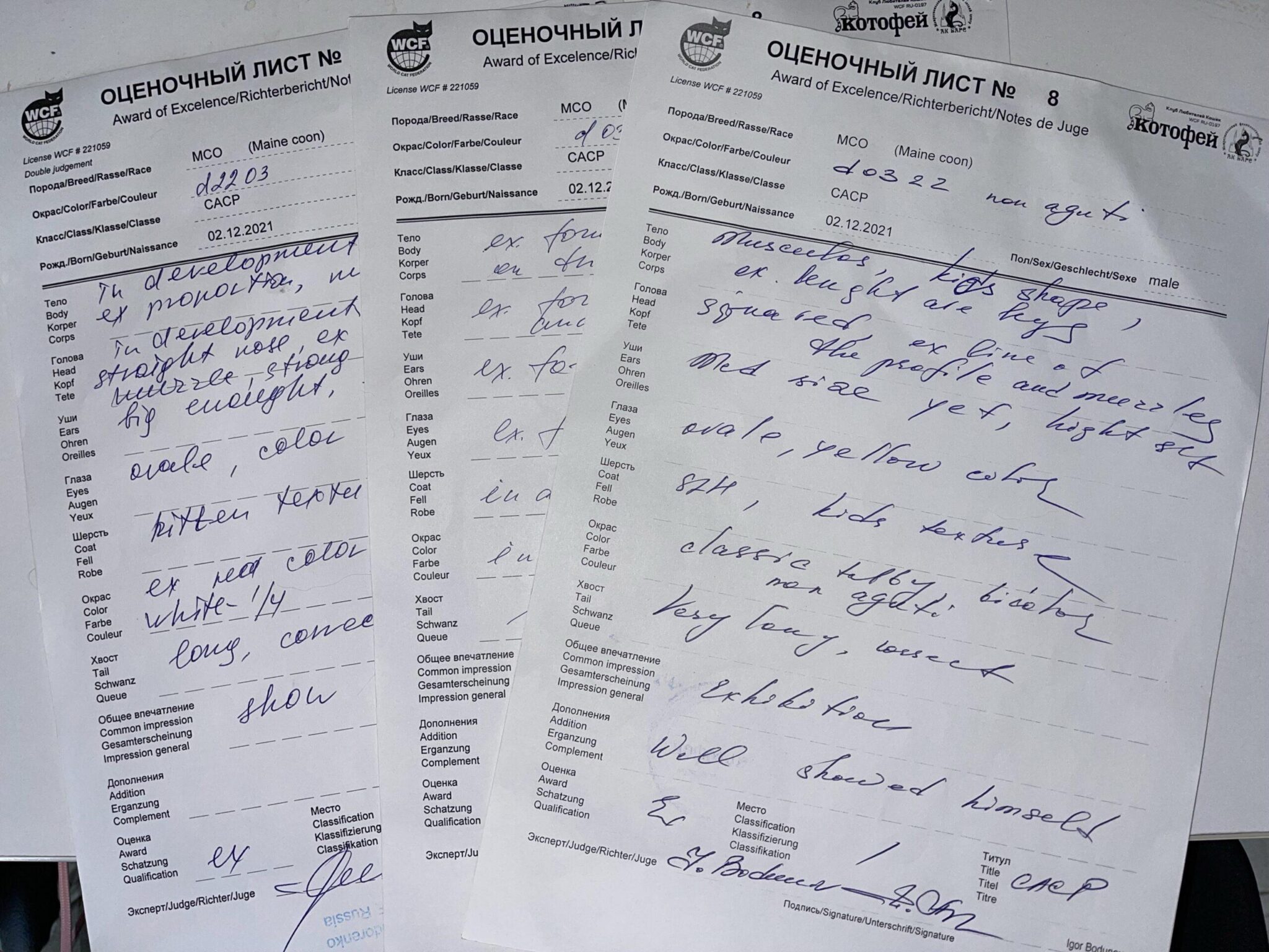 maine coon kitten best in show ⋆ Sassy Koonz Maine Coon Cattery maine coon best in show