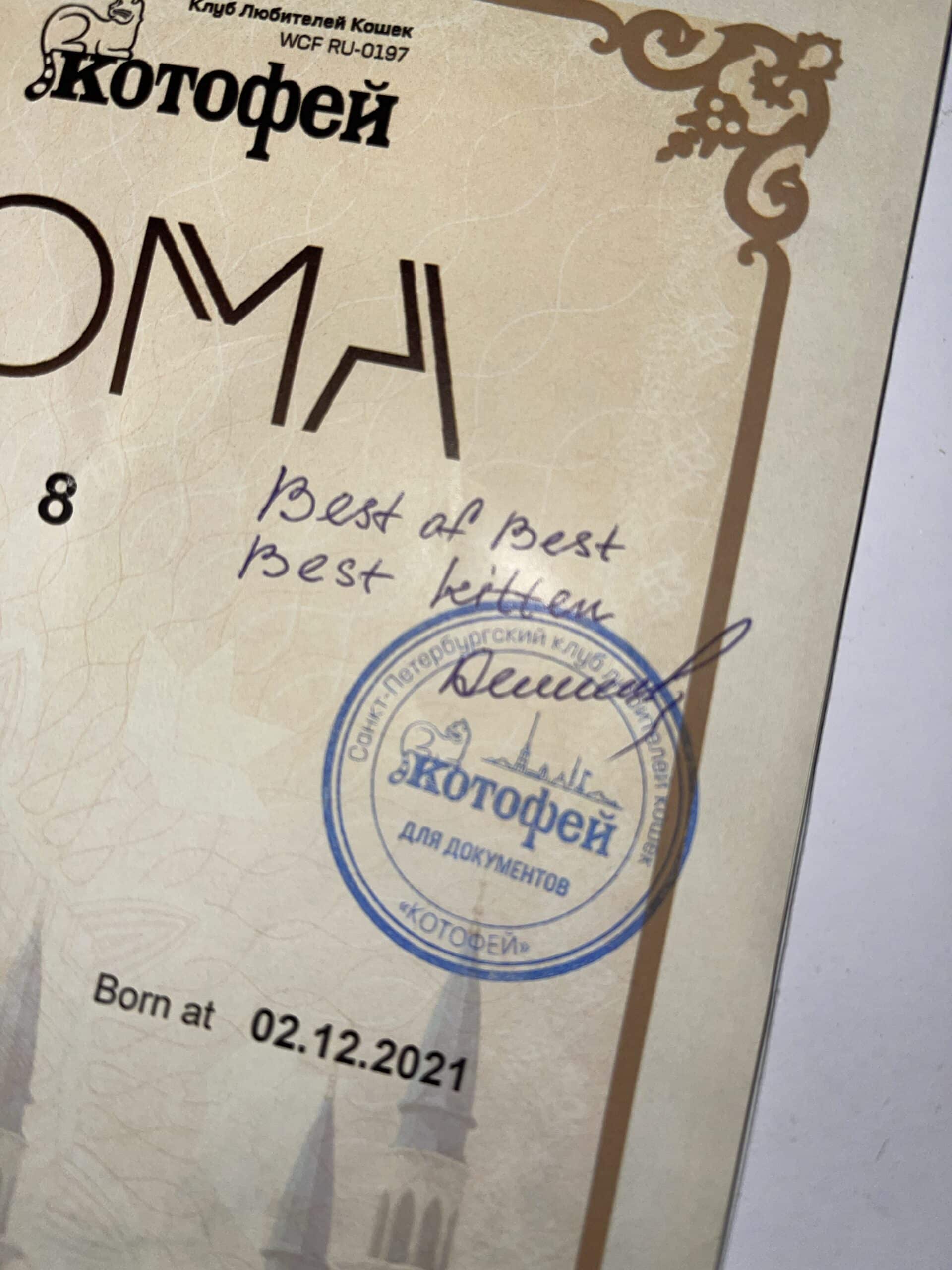 Maine Coon Best Kitten ⋆ Sassy Koonz Maine Coon Cattery maine coon best kitten