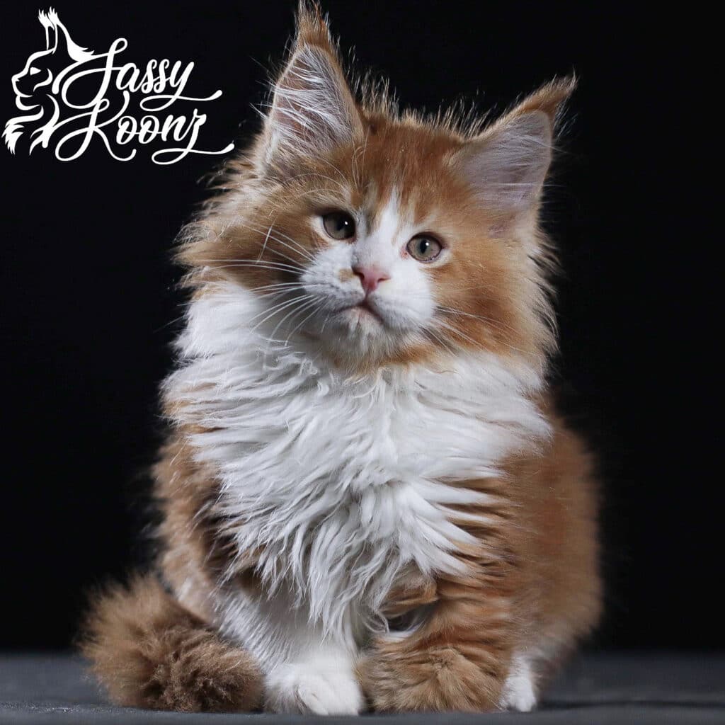 Maine Coon Breeders with Red Maine Coons ⋆ Sassy Koonz Maine Coon Cattery Maine Coon Breeders with Red Maine Coons