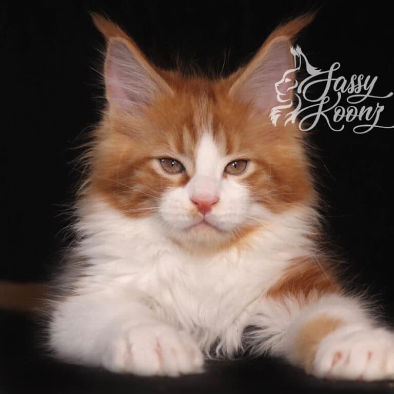 maine coon cats
