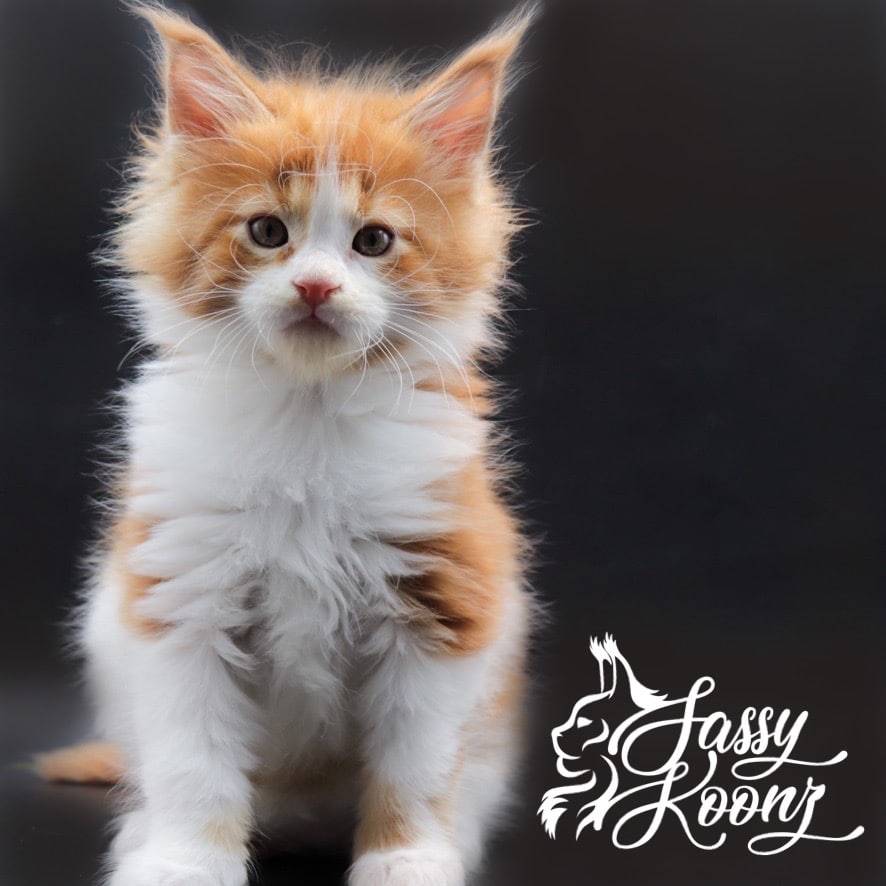 maine-coon-cats-for-sale ⋆ Sassy Koonz Maine Coon Cattery maine coon cats for sale