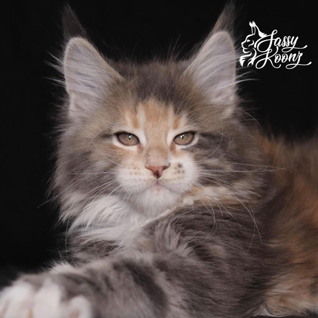 maine-coon-cats-for-sale ⋆ Sassy Koonz Maine Coon Cattery maine coon cats for sale