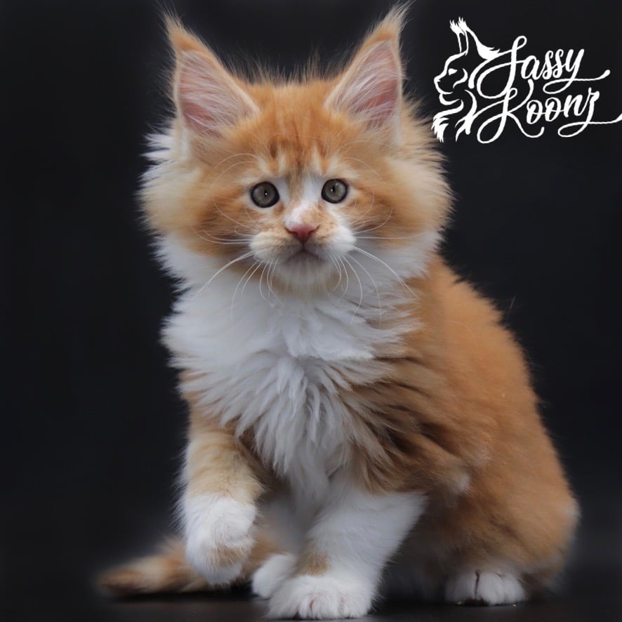 maine-coon-cats-for-sale ⋆ Sassy Koonz Maine Coon Cattery maine coon cats for sale