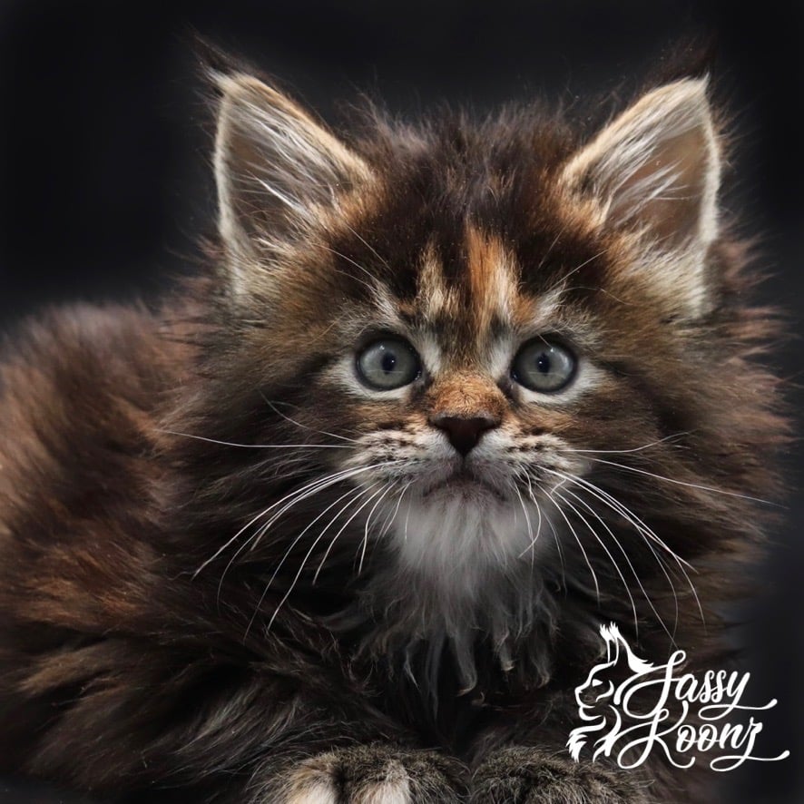 maine-coon-cats-for-sale ⋆ Sassy Koonz Maine Coon Cattery maine coon cats for sale