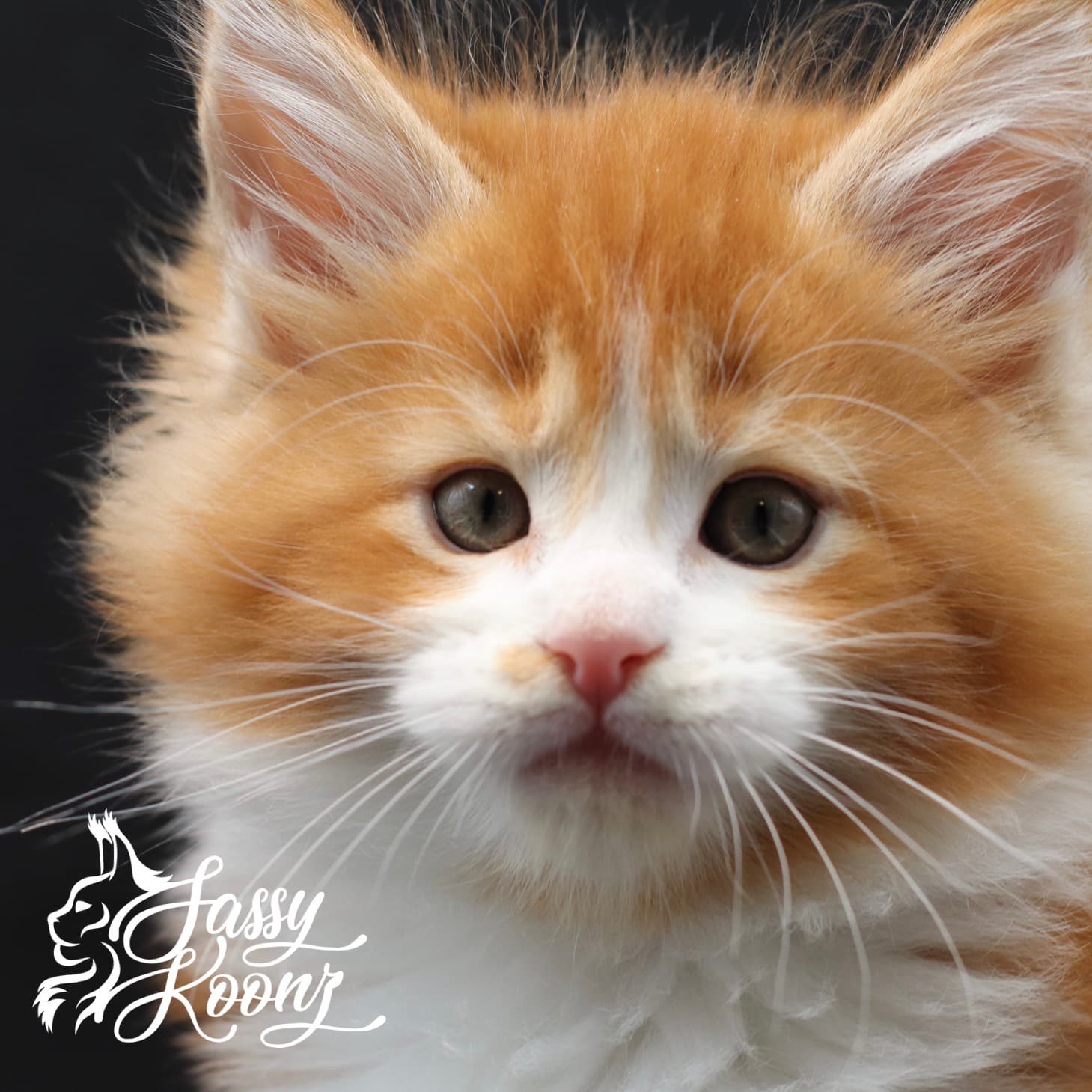 maine-coon-for-sale-07-15 ⋆ Sassy Koonz Maine Coon Cattery