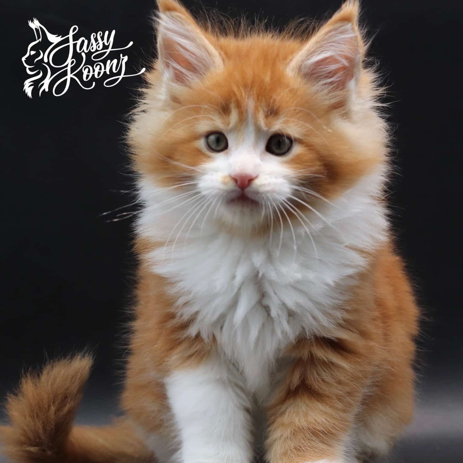 maine-coon-for-sale ⋆ Sassy Koonz Maine Coon Cattery maine coon for sale