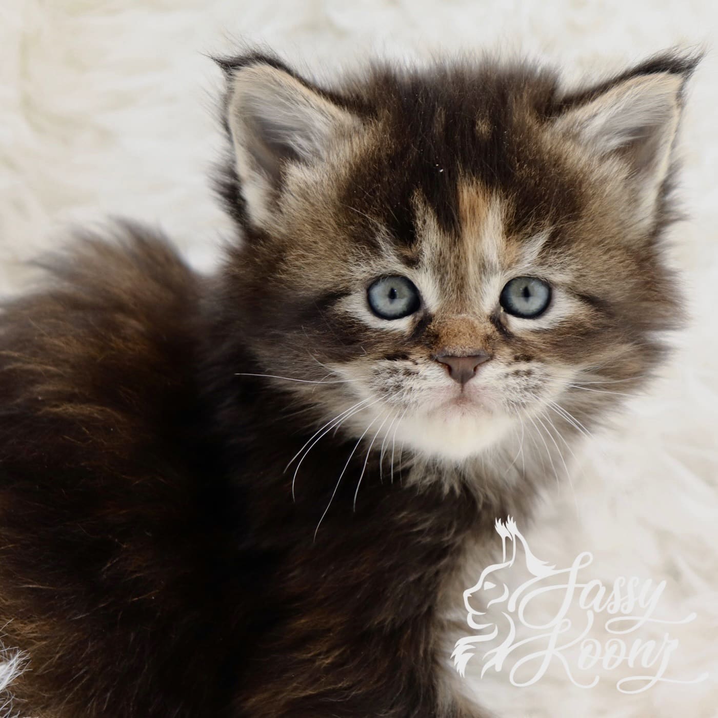 maine-coon-kitten ⋆ Sassy Koonz Maine Coon Cattery maine coon kitten