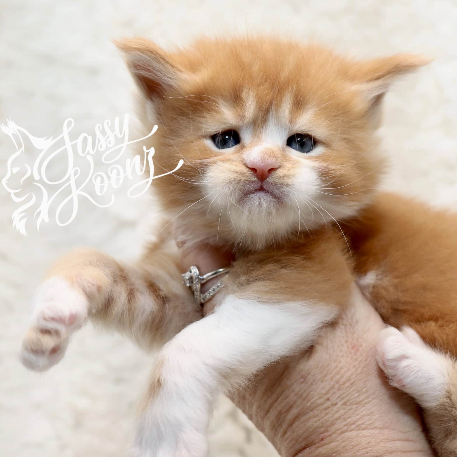 maine-coon-kitten-for-sale ⋆ Sassy Koonz Maine Coon Cattery maine coon kittens for sale