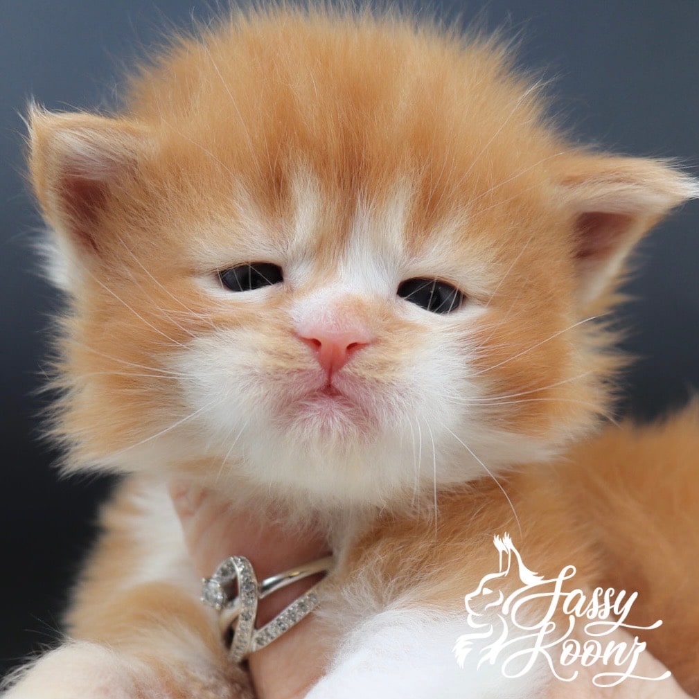 Maine Coon kitten named Sabotage ⋆ Sassy Koonz Maine Coon Cattery Maine coon kittens for sale
