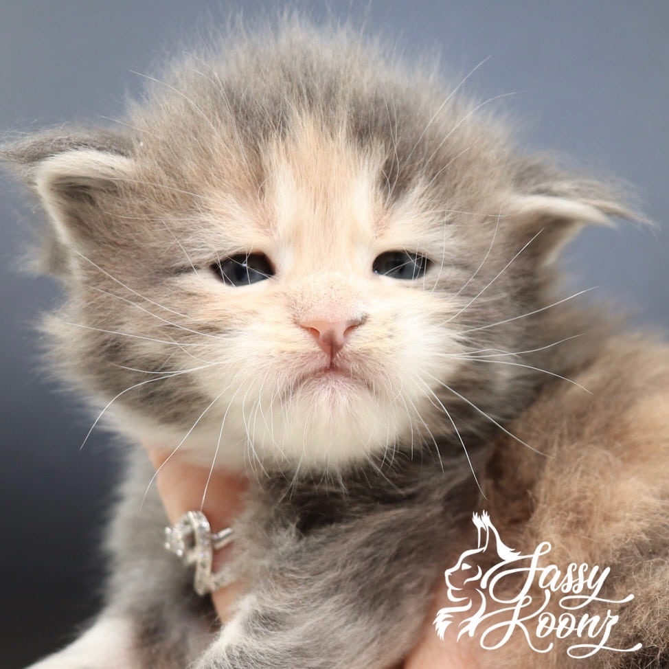 Maine coon kitten ⋆ Sassy Koonz Maine Coon Cattery Maine coon kitten