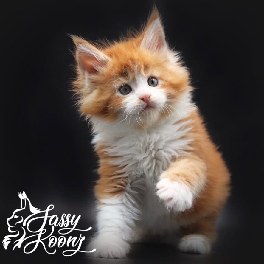 maine-coon-kittens ⋆ Sassy Koonz Maine Coon Cattery maine coon kittens