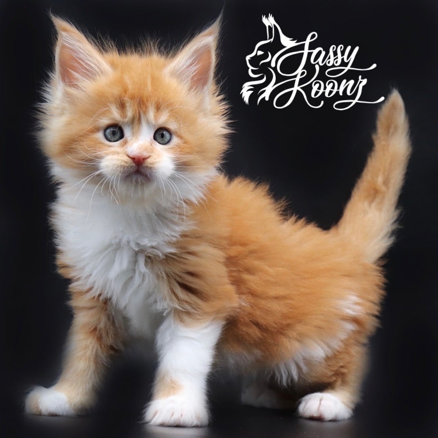 maine-coon-kittens-for-sale ⋆ Sassy Koonz Maine Coon Cattery maine coon kittens for sale