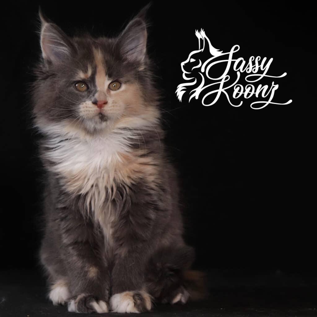 maine-coon-kittens-for-sale-florida ⋆ Sassy Koonz Maine Coon Cattery maine coon kittens for sale florida