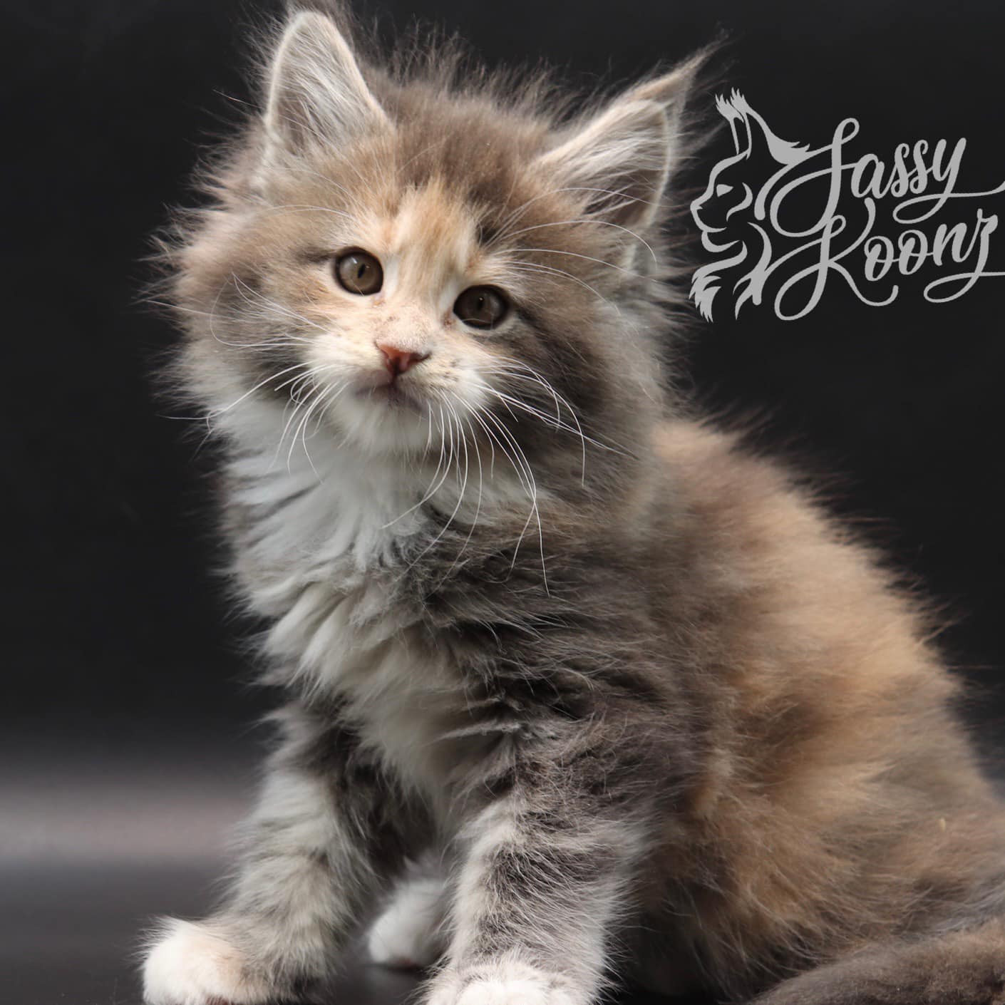 maine-coon-kittens-for-sale-july-15 ⋆ Sassy Koonz Maine Coon Cattery maine coon kittens for sale