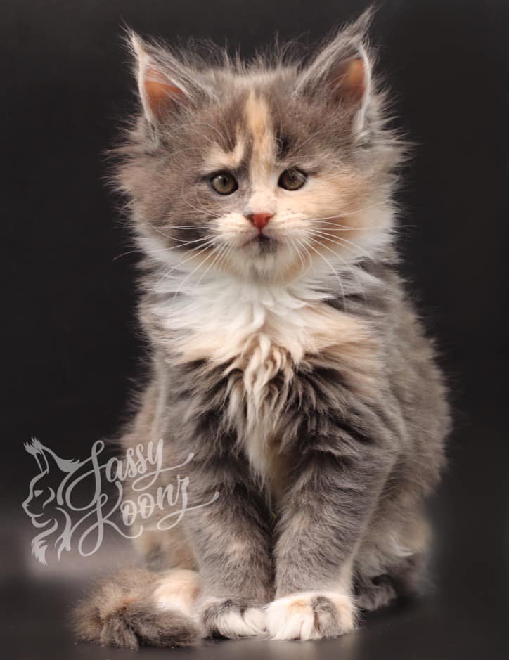 maine-coon-kittens-for-sale-july-2022 ⋆ Sassy Koonz Maine Coon Cattery maine coon kittens for sale
