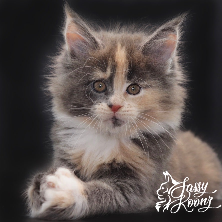maine-coon-kittens-for-sale-july-2022 ⋆ Sassy Koonz Maine Coon Cattery maine coon kittens for sale