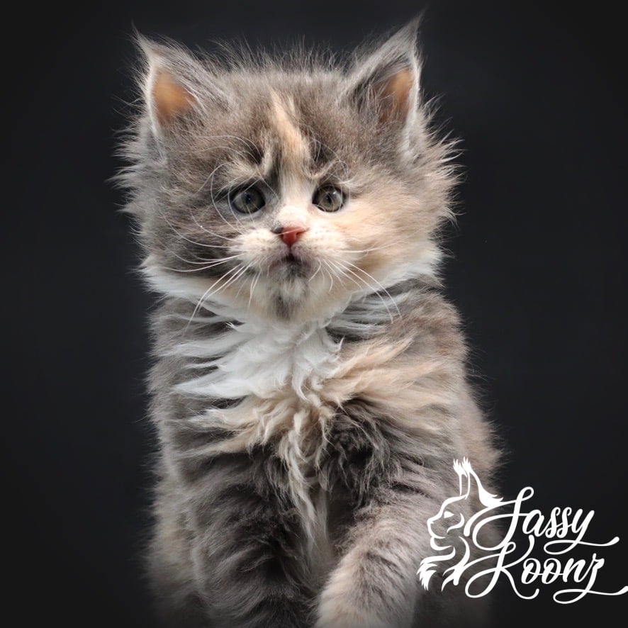 maine-coon-kittens-for-sale-july-2022 ⋆ Sassy Koonz Maine Coon Cattery maine coon kittens for sale