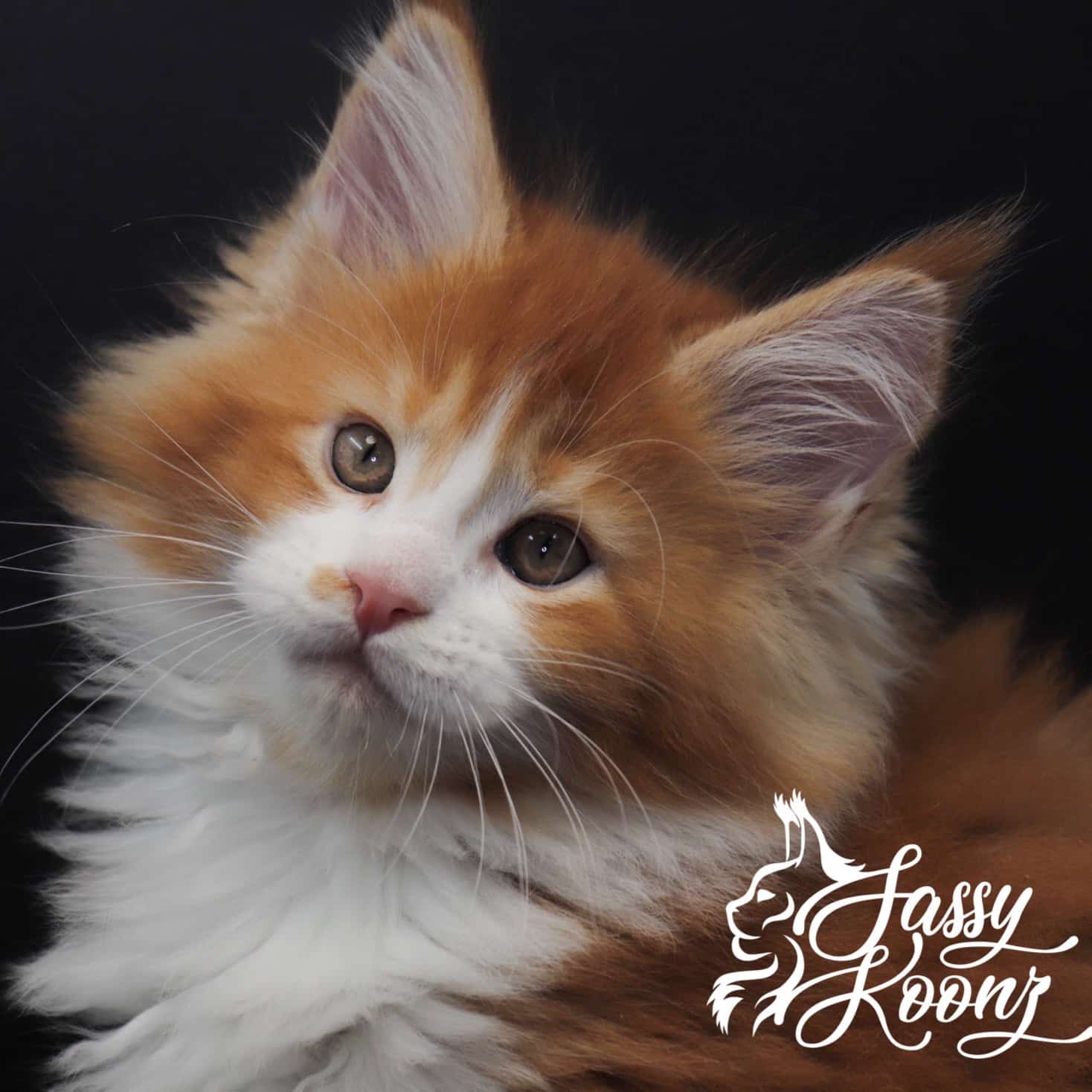 maine-coon-kittens-for-sale-july-26 ⋆ Sassy Koonz Maine Coon Cattery maine coon kittens for sale